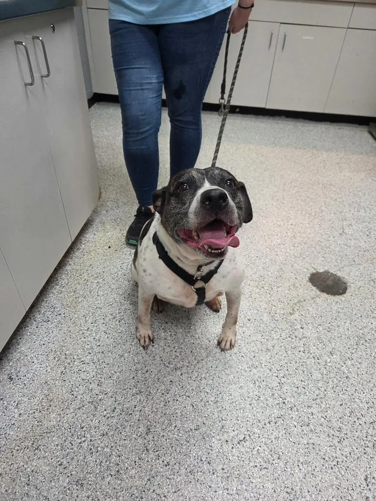 An adult extra large-sized male Pit Bull Terrier dog named Cooper for adoption in Livingston, LA