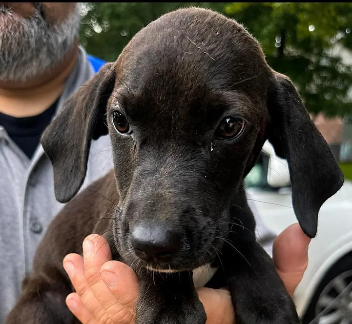 A baby medium-sized male Black Mixed Breed dog named Goofy for adoption in Groveland, MA