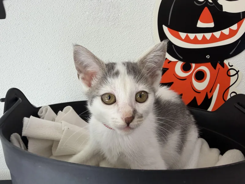 A baby small-sized female Domestic Short Hair cat named A for adoption in San Pedro, CA