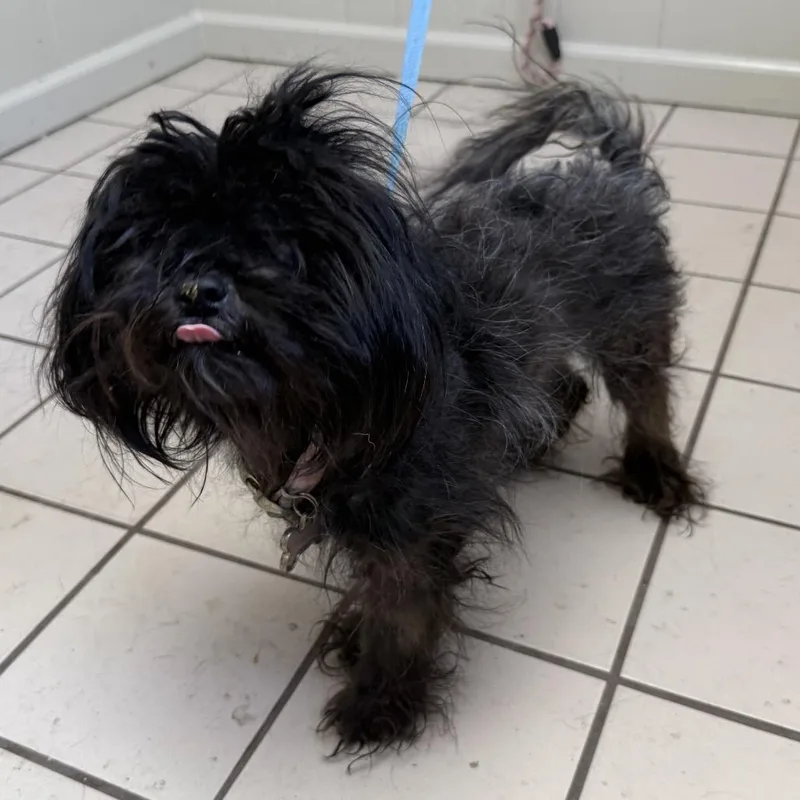 An adult small-sized female Black Shih Tzu dog named TUSCStray for adoption in Tuscaloosa, AL