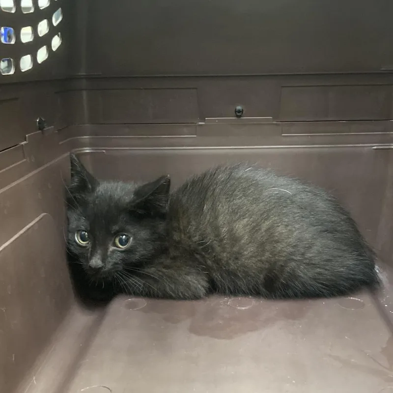 A baby small-sized male Black Domestic Short Hair cat named Lil Bunny for adoption in Galveston, TX