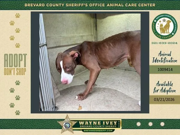 An adult large-sized female Mixed Breed dog named Millie for adoption in Melbourne, FL