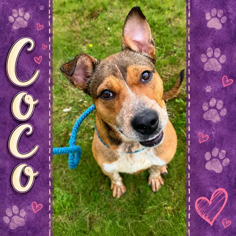 A young medium-sized female Mixed Breed dog named Coco for adoption in Shinnston, WV