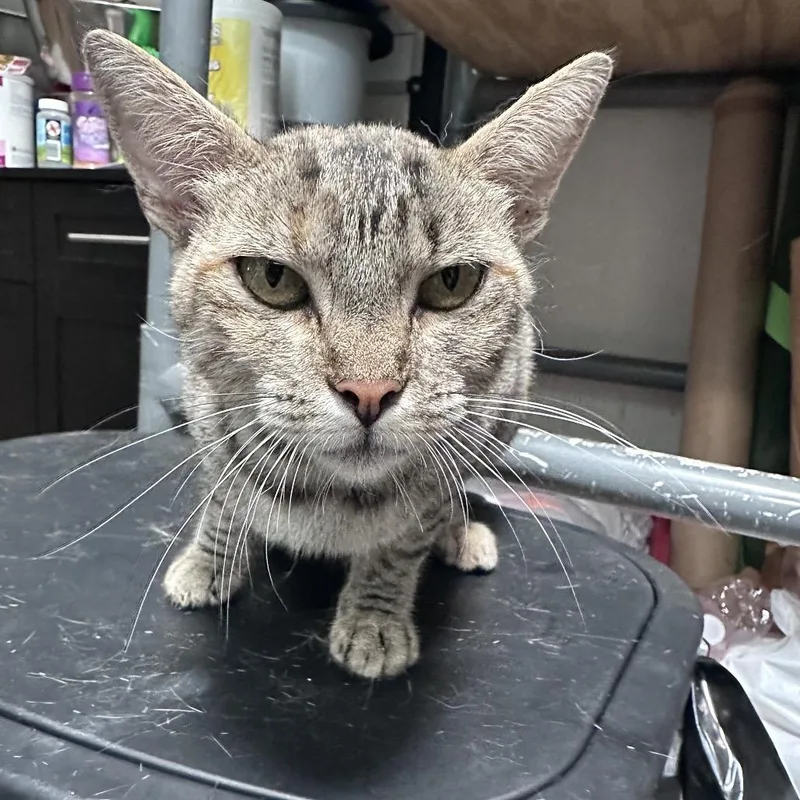An adult medium-sized female Torbie Domestic Short Hair cat named Barracuda for adoption in Graham, TX