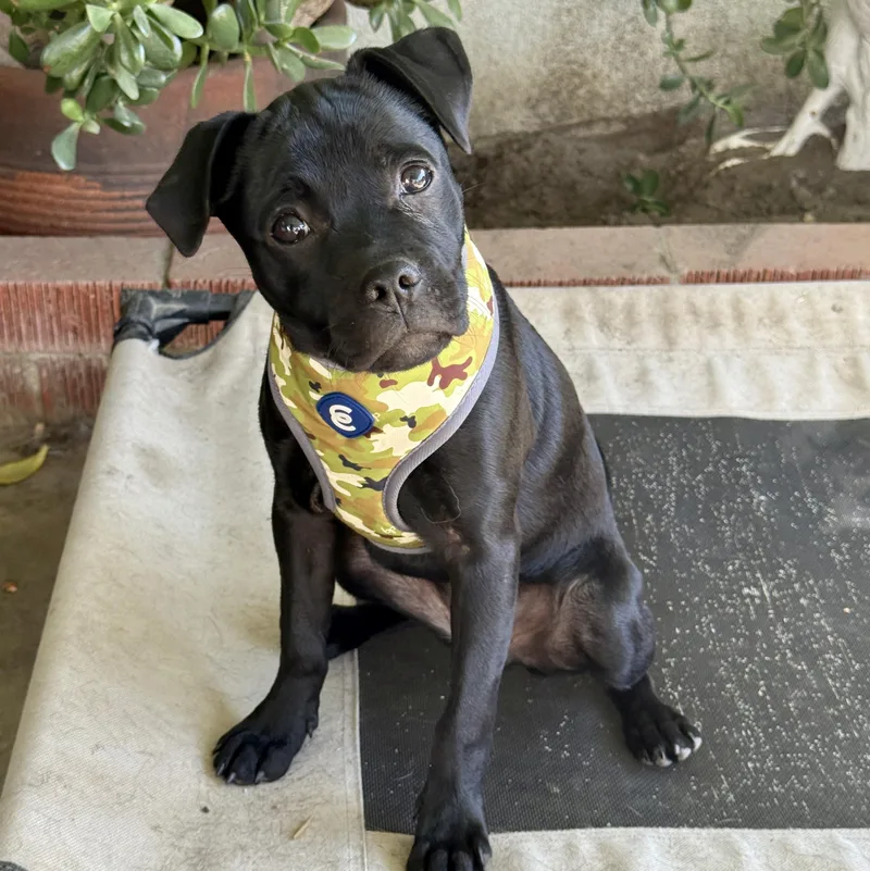 A baby small-sized female Pug dog named Dede for adoption in modesto, CA