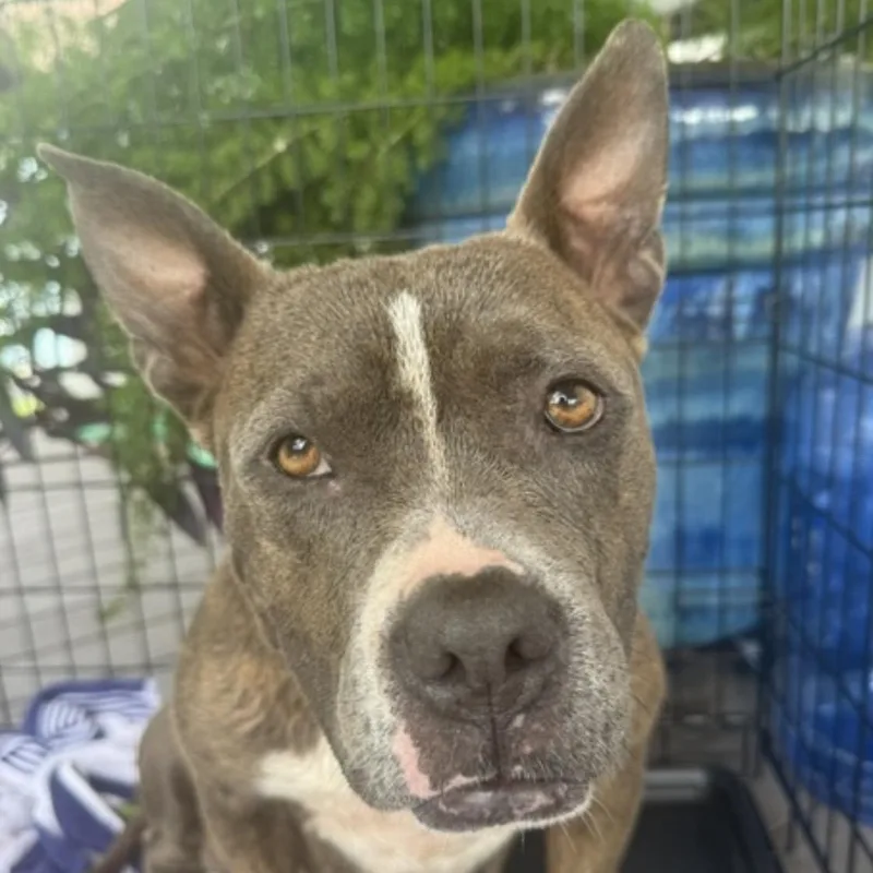 An adult medium-sized female Pit Bull Terrier dog named Lillie for adoption in Magnolia, TX