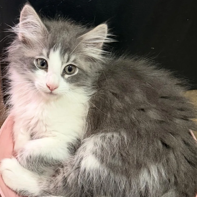A baby medium-sized male Gray & White Domestic Short Hair cat named Cummins for adoption in Brentwood, CA