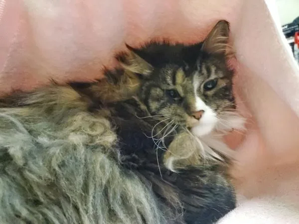 A senior large-sized male Domestic Long Hair cat named Leo for adoption in Oceanside, CA