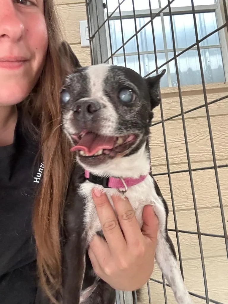An adult small-sized female Boston Terrier dog named Little Bit for adoption in Huntington, IN