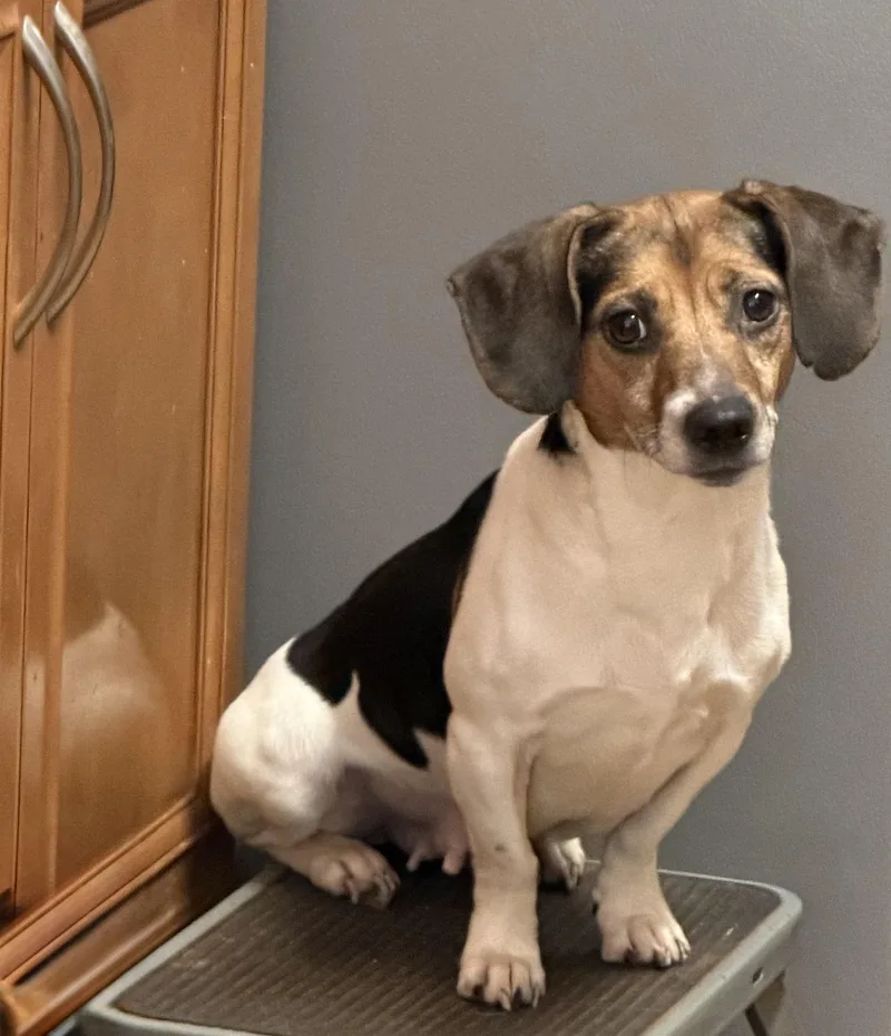 An adult small-sized female Tricolor (Brown, Black, & White) Jack Russell Terrier dog named Callie for adoption in Monroe, GA