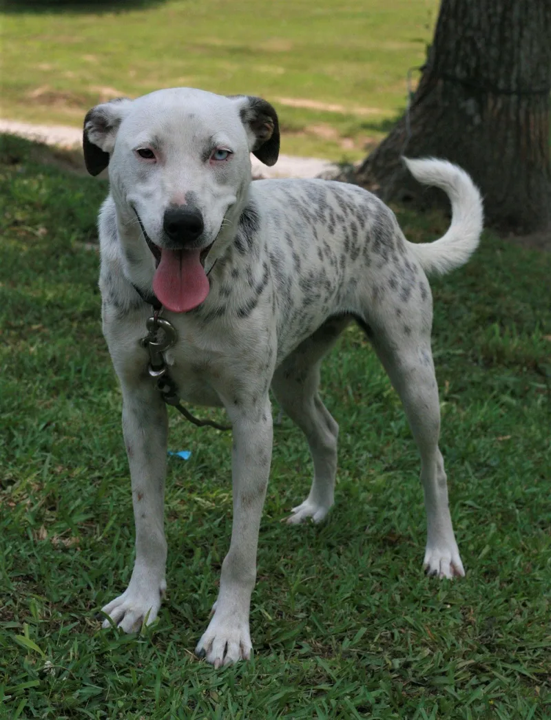 An adult medium-sized female Dalmatian dog named Liana for adoption in Attalla, AL