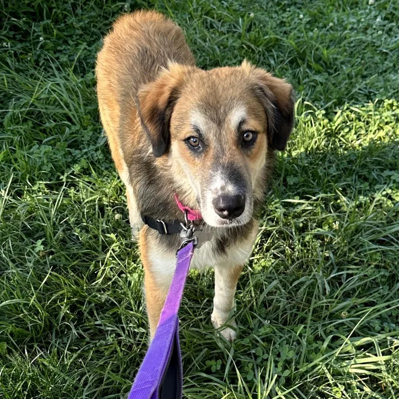Kobi