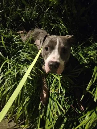 An adult medium-sized female Pit Bull Terrier dog named Sweetface for adoption in Atlanta, GA