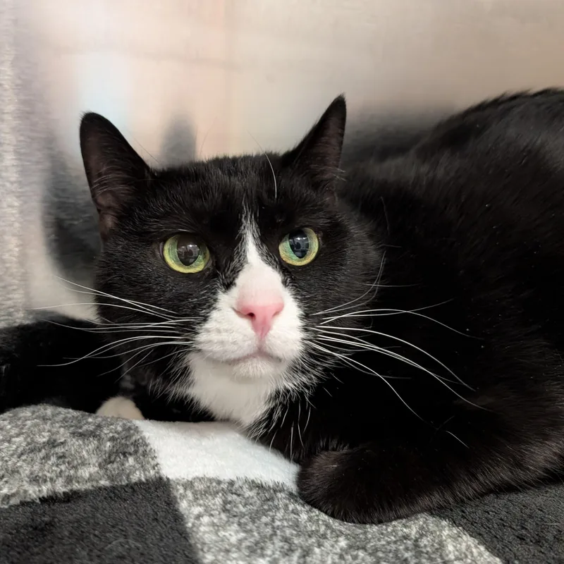 An adult medium-sized male Black & White / Tuxedo Domestic Short Hair cat named Atlas for adoption in Renfrew, PA