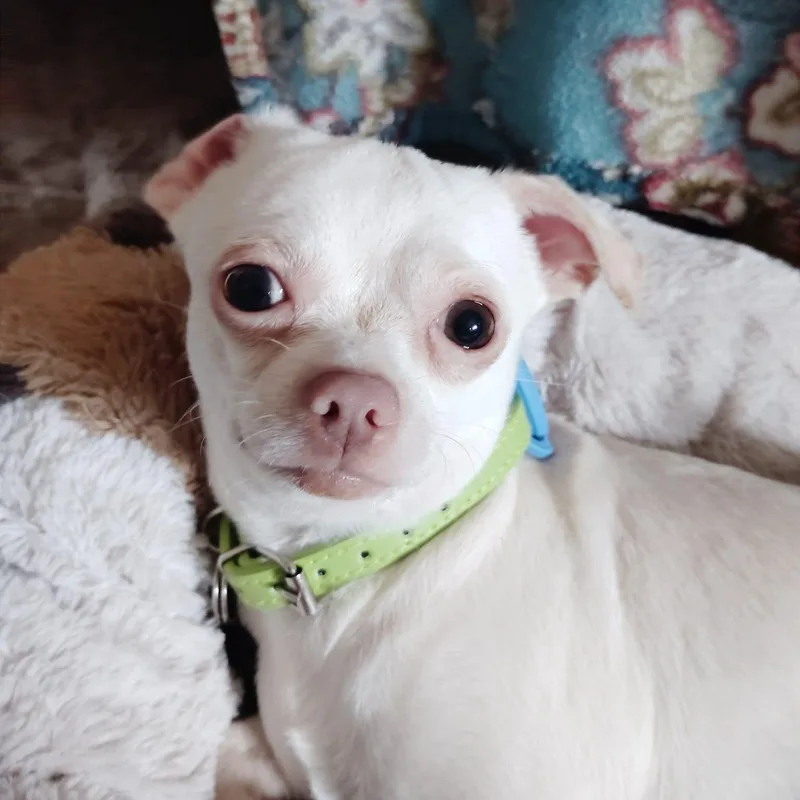 A young small-sized male White / Cream Chihuahua dog named Donnie for adoption in Warren, RI
