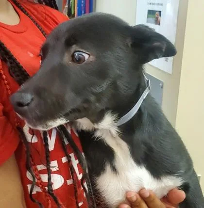 A young medium-sized male Shiba Inu dog named Clyde for adoption in Kansas City, MO