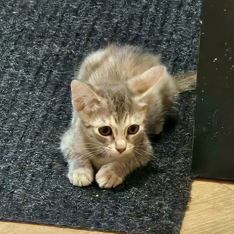 A baby small-sized female Domestic Short Hair cat named Cashew for adoption in Delta, AL