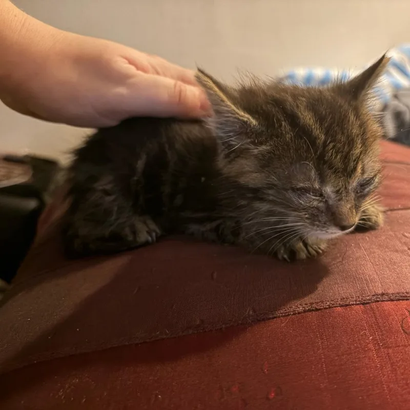 A baby small-sized female Brown / Chocolate Domestic Medium Hair cat named Ray for adoption in Brooklyn, NY