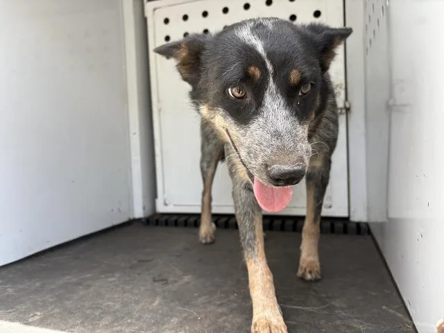 An adult medium-sized female Australian Cattle Dog / Blue Heeler dog named Jean Grey for adoption in Riverside, CA