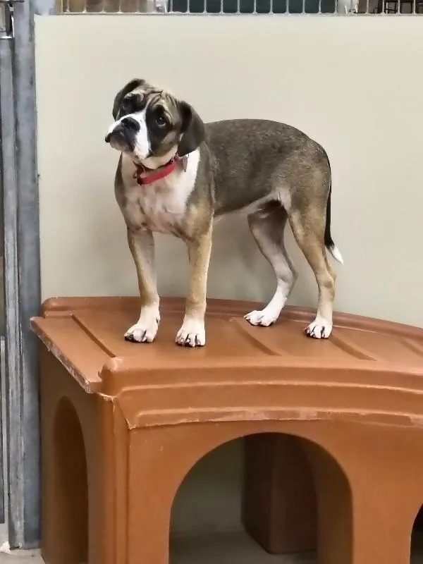 A young medium-sized male Tricolor (Brown, Black, & White) Boxer dog named Sugar Ray for adoption in Fort Collins, CO