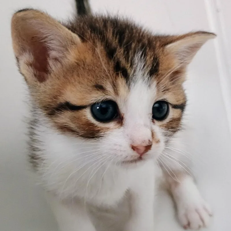 A baby small-sized female Gray / Blue / Silver Domestic Short Hair cat named Jackie for adoption in Wappingers Falls, NY