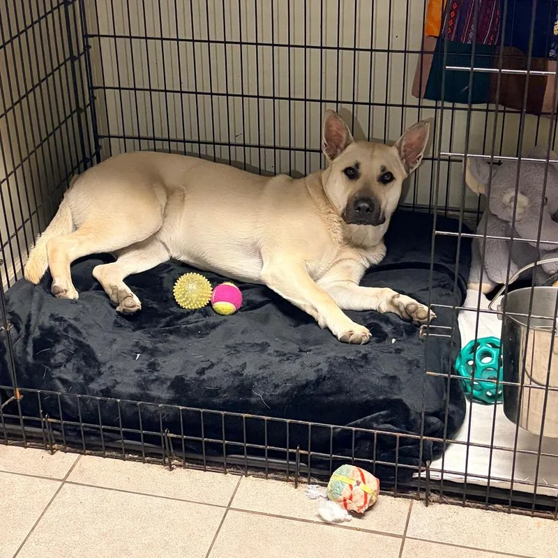 An adult large-sized female White / Cream Shepherd dog named Bg for adoption in Kansas City, MO