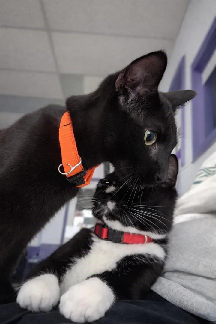A baby small-sized male Black Domestic Short Hair cat named Tim for adoption in Morganton, NC
