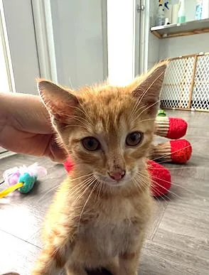 A baby medium-sized male Orange & White Tabby cat named Phoenix for adoption in Washington, DC