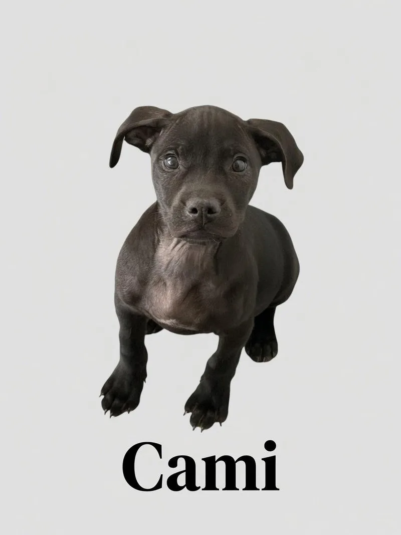 A baby large-sized female Retriever dog named Cami for adoption in Union Beach, NJ