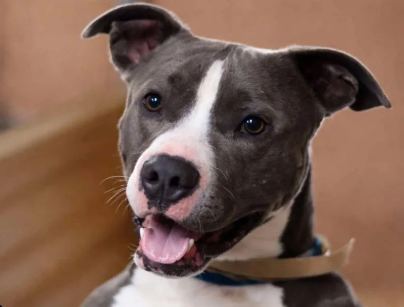 A young medium-sized male Gray / Blue / Silver Pit Bull Terrier dog named Blue for adoption in Bar Nunn, WY