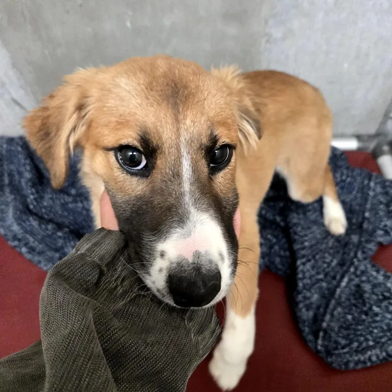 A baby small-sized female Yellow / Tan / Blond / Fawn Shepherd dog named Chai for adoption in Albuquerque, NM