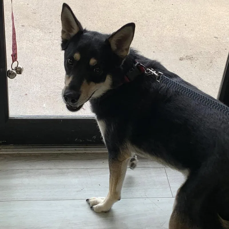 An adult medium-sized male Black Shepherd dog named Whiskey for adoption in Cleveland, MS