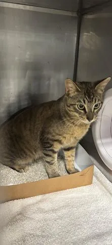 An adult small-sized male Domestic Short Hair cat named Hank for adoption in Panama City, FL