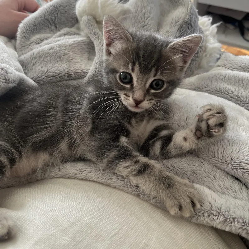 A baby small-sized female Domestic Short Hair cat named Alvarez for adoption in Los Angeles, CA