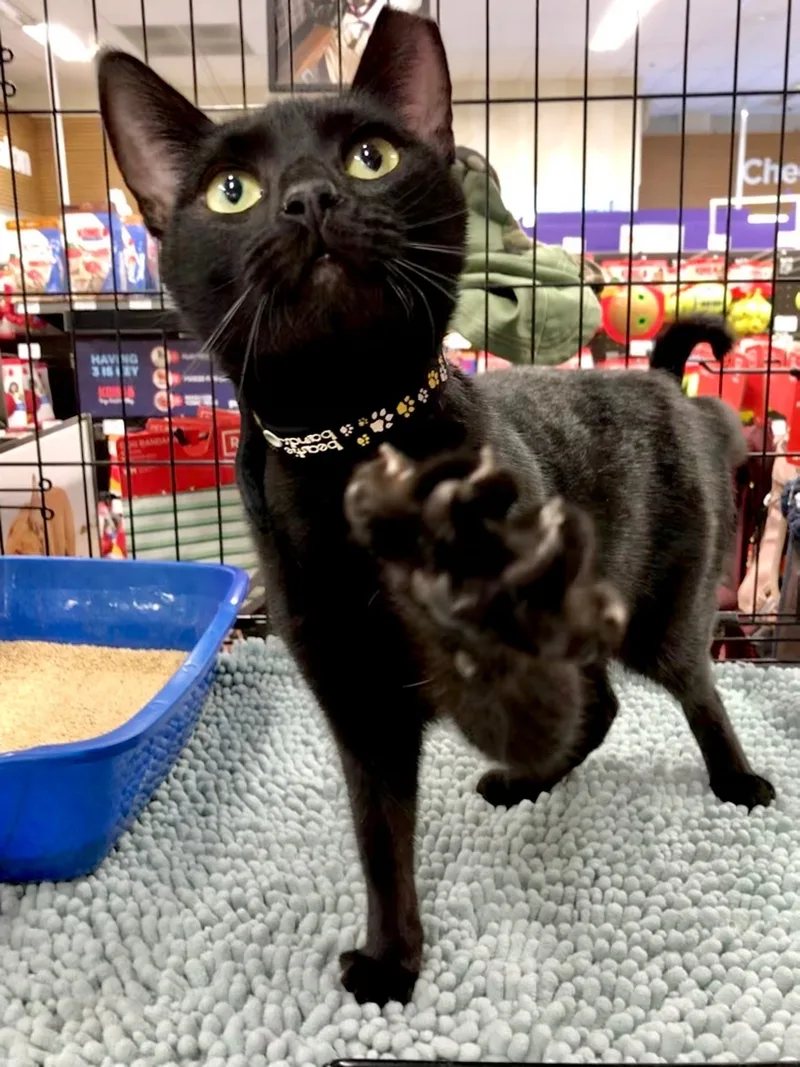 A young medium-sized female American Shorthair cat named JellyBean for adoption in Vacaville, CA