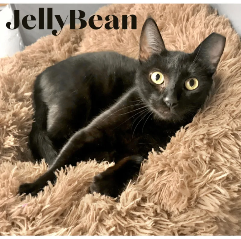 JellyBean thumbnail 2
