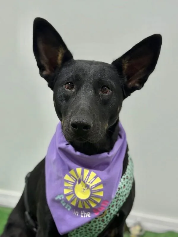 A young medium-sized female Black Belgian Shepherd / Malinois dog named Shakira for adoption in Carlsbad, CA