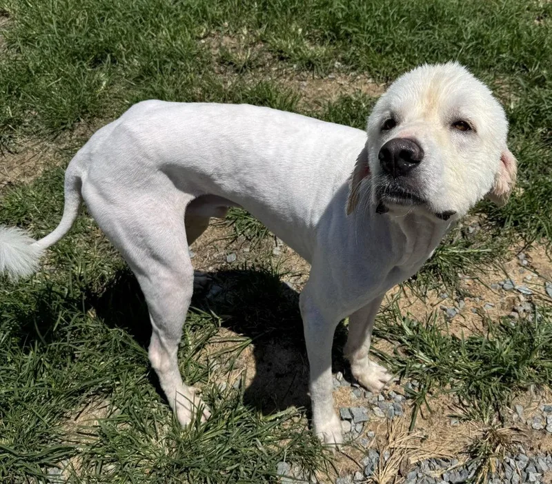 An adult large-sized male Great Pyrenees dog named Grant for adoption in Thomasville, NC