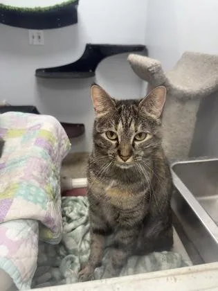 A young medium-sized female Domestic Short Hair cat named AliceJasper Bonded Pair for adoption in East Brookfield, MA