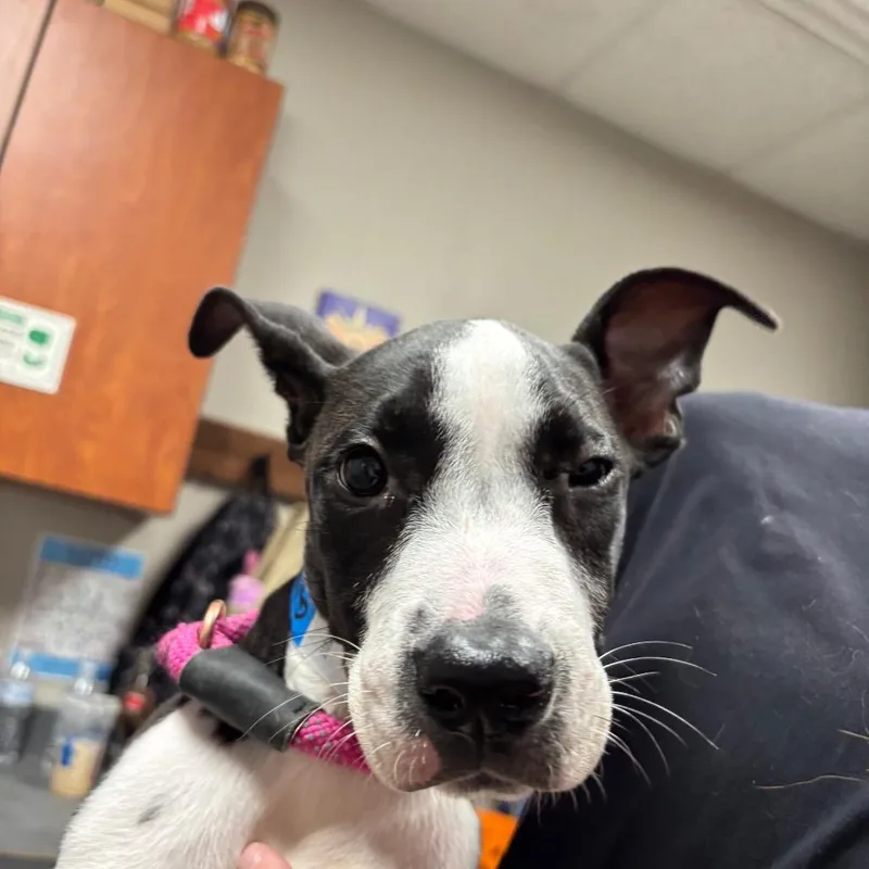 A baby small-sized male Black Pit Bull Terrier dog named Gimli for adoption in Yuma, AZ