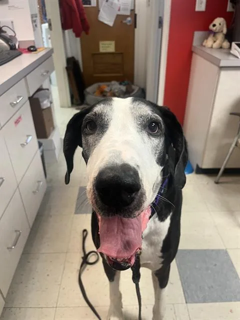 A senior medium-sized female Great Dane dog named Audrey for adoption in Brewster, MA