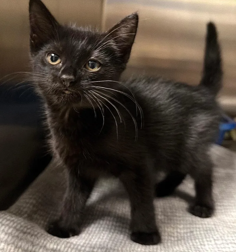 A baby small-sized female Domestic Short Hair cat named Chalice for adoption in Ocala, FL