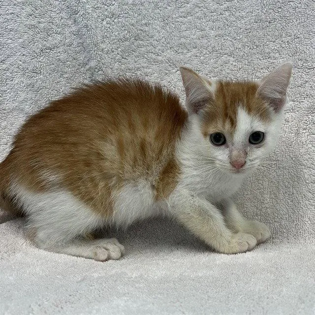 A baby small-sized male Orange / Red Domestic Short Hair cat named Meowth for adoption in Tavares, FL