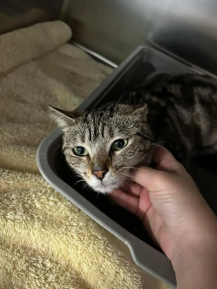 A young medium-sized female Domestic Short Hair cat named Su for adoption in Lavonia, GA