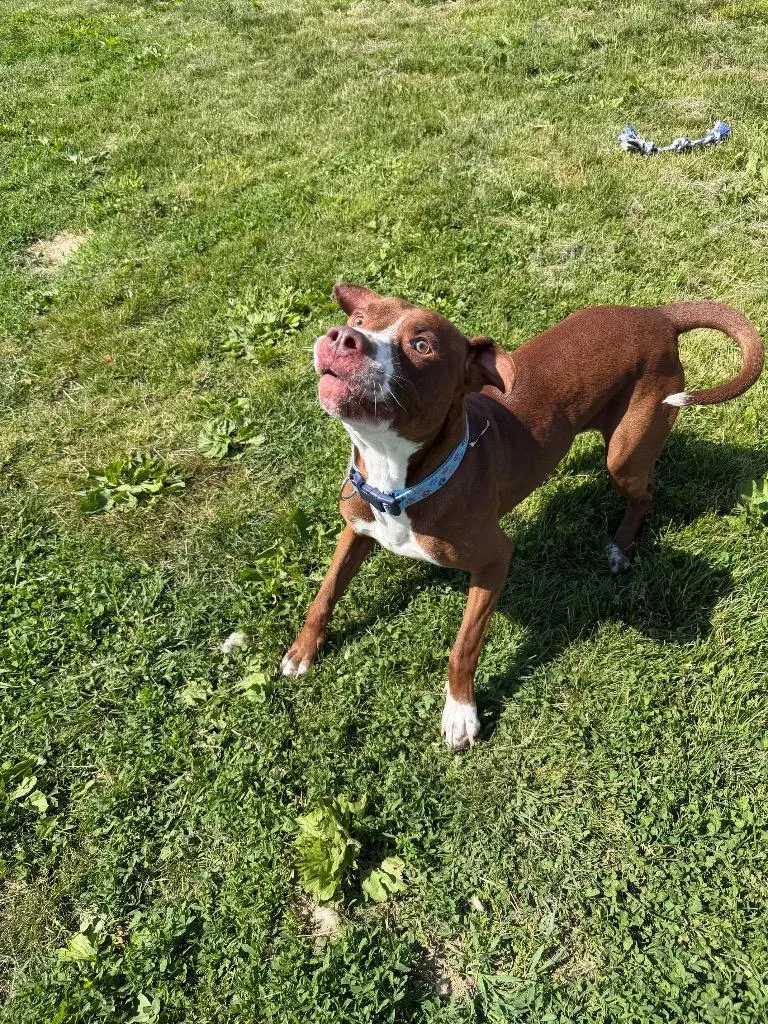 An adult large-sized male American Staffordshire Terrier dog named Gotti for adoption in Pierceton, IN