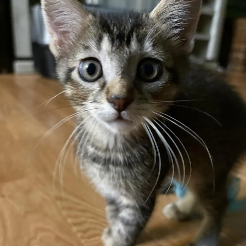 A baby small-sized female Brown / Chocolate Domestic Short Hair cat named Rebekah for adoption in Commerce City, CO
