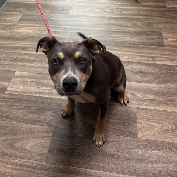 A young medium-sized female Pit Bull Terrier dog named Skamper for adoption in San Diego, CA