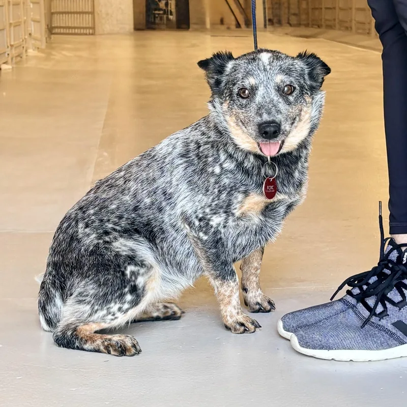 An adult medium-sized female Australian Cattle Dog / Blue Heeler dog named Ashley for adoption in Chicago, IL