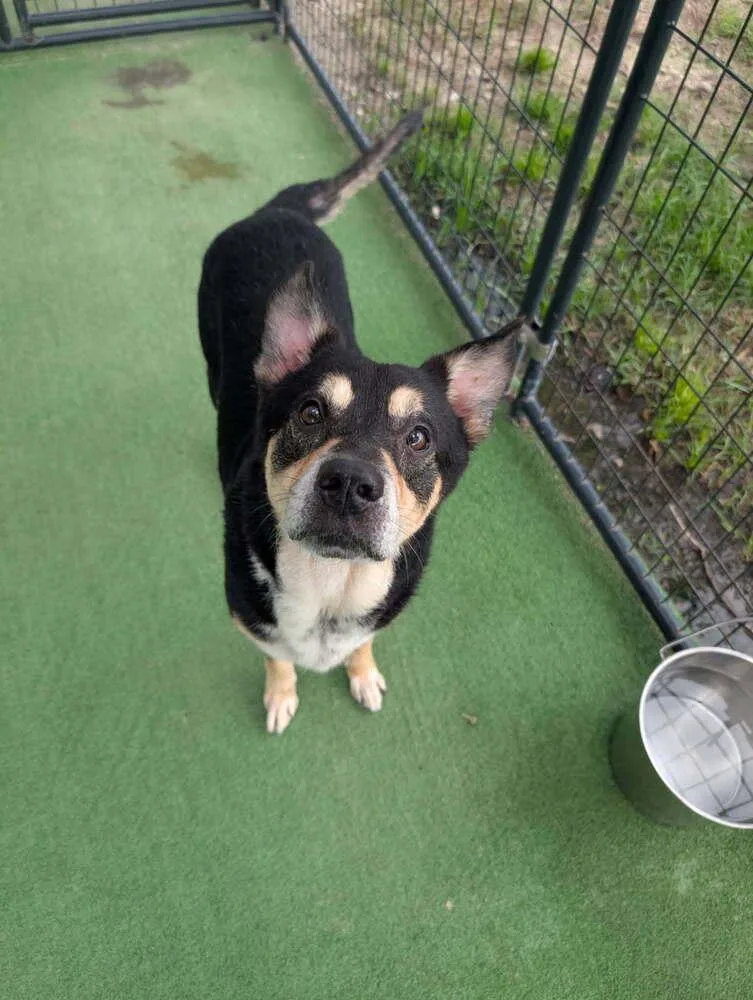 An adult medium-sized male Brown / Chocolate Australian Kelpie dog named Mako for adoption in Lakeland, FL