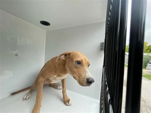 A young medium-sized female Staffordshire Bull Terrier dog named A for adoption in Houston, TX